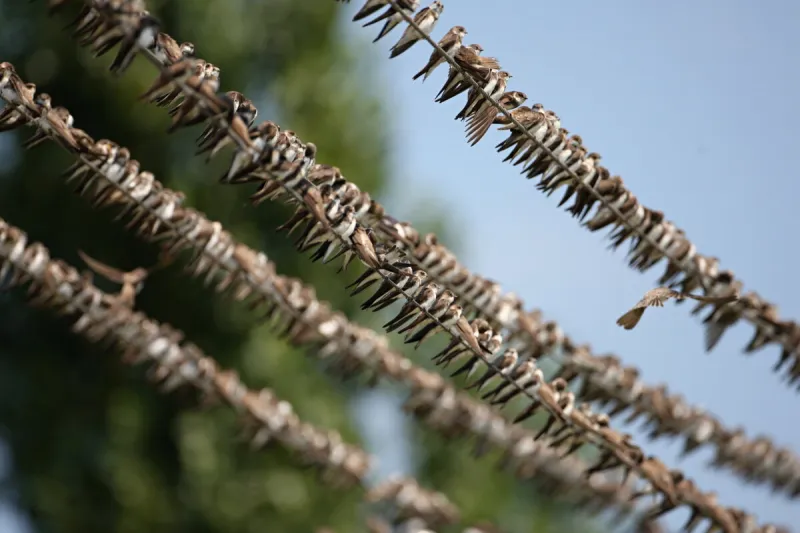 Na Slovensko mieria tisíce migrantov. Väčšinou sú z Afriky - plus.sme.sk