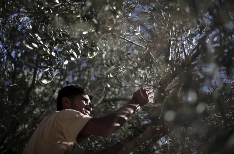 Toto nie je územie migrantov a pleskavice - Komentáre SME