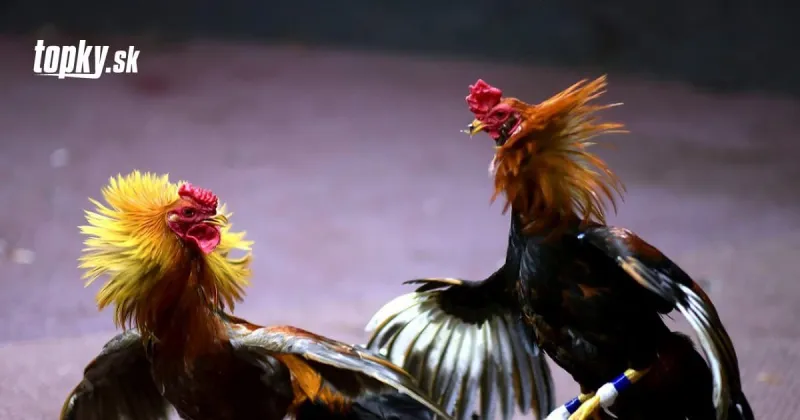 Koronavírusová razia s neuveriteľným koncom: Policajta zabil bojový kohút | Topky.sk
