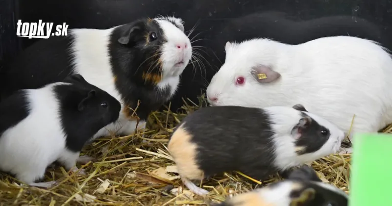 Myšiam a morčatám pichli ruskú vakcínu: Po Sputniku V sa majú dobre | Topky.sk