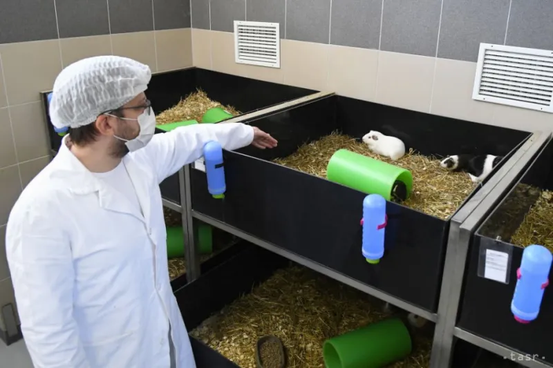 Myši a morčatá, na ktorých testujú Sputnik V, sa majú dobre