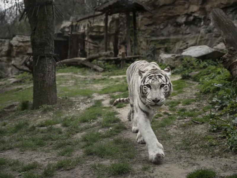 Bratislavská zoo sa čoskoro otvorí. Ako prežívala lockdown a čo sa v nej zmenilo? |  | .týždeň - iný pohľad na spoločnosť