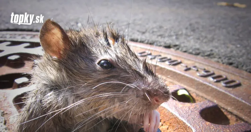 Zvieracia katastrofa kvôli LOCKDOWNU: Hrozí megainvázia 150 miliónov obrovských potkanov | Topky.sk