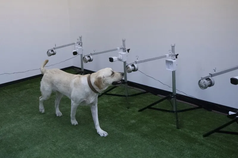 Thajsko zapája do boja proti koronavírusu psy: Nakazení ľudia majú špecifický pach | Nový Čas