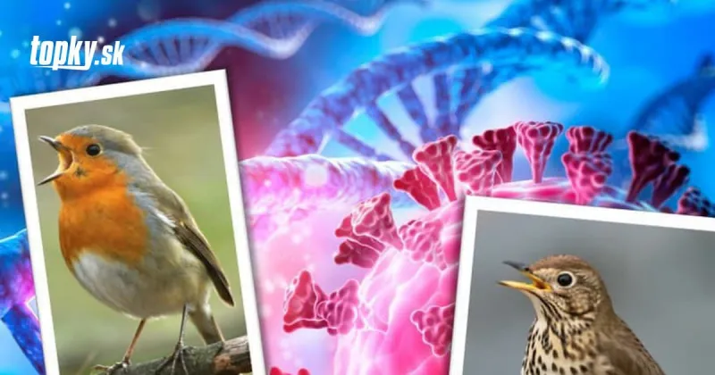 KORONAVÍRUS Neuveríte, ako vznikali názvy nových variantov: V hre boli aj vtáky, no prišiel strach o ich bezpečnosť! | Topky.sk