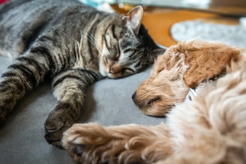 Máte koronavírus? Radšej sa vyhýbajte svojim domácim miláčikom: Zistenie vedcov vás nepoteší | Nový Čas