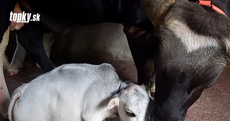 Toto je najmenšia krava na svete: Tisíce ľudí porušujú lockdown, aby malú Rani videli | Topky.sk