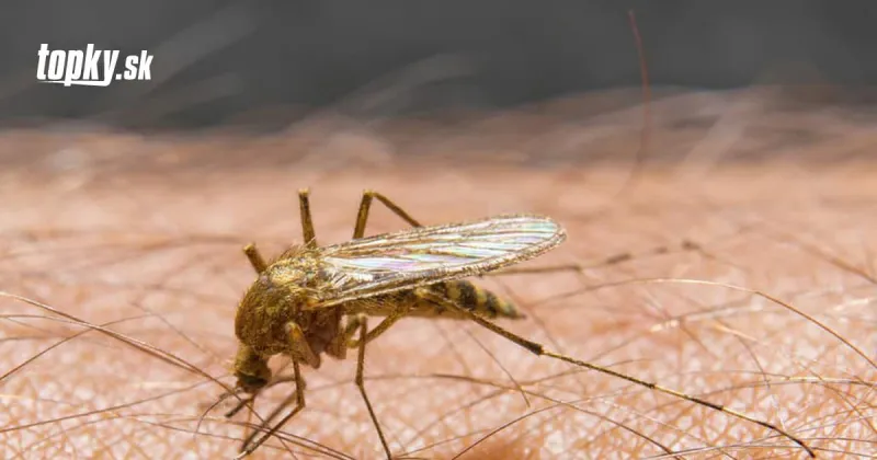Mnohí ľudia majú z toho strach: Môžu komáre prenášať KORONAVÍRUS? | Topky.sk