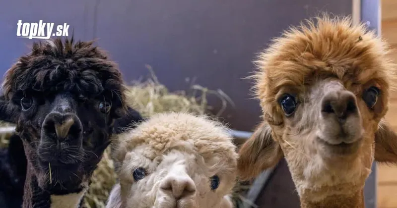 KORONAVÍRUS Prevratný objav vedcov: Pomôžu nám v boji s nákazou TIETO tri lamy? | Topky.sk