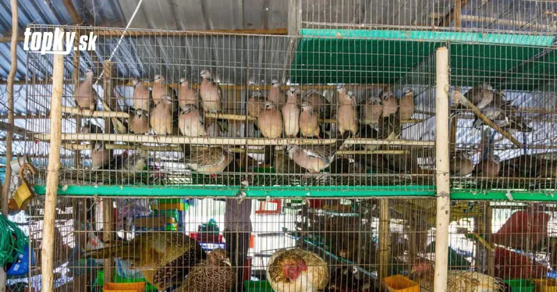 KORONAVÍRUS Štúdiu o trhovisku vo Wu-chane nechceli rok zverejniť: Obsahuje znepokojivé dôkazy! | Topky.sk