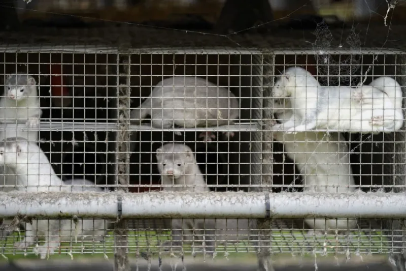 Fínsko začne proti koronavírusu očkovať norky: Použijú experimentálnu vakcínu | Nový Čas