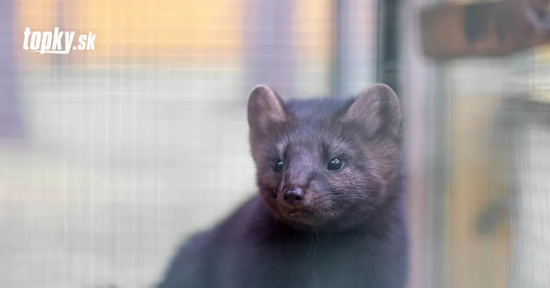 Fínsko začne proti KORONAVÍRUSU očkovať norky: Schválilo experimentálnu vakcínu | Topky.sk