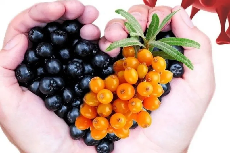 ARÓNIA a RAKYTNÍK- najsilnejšia prírodná prevencia proti koronavírusu | Nový Čas
