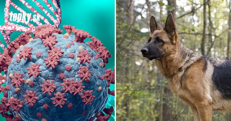 Rakúskej armáde sa podaril husársky kúsok: Vycvičili psy, ktoré odhalia KORONAVÍRUS | Topky.sk