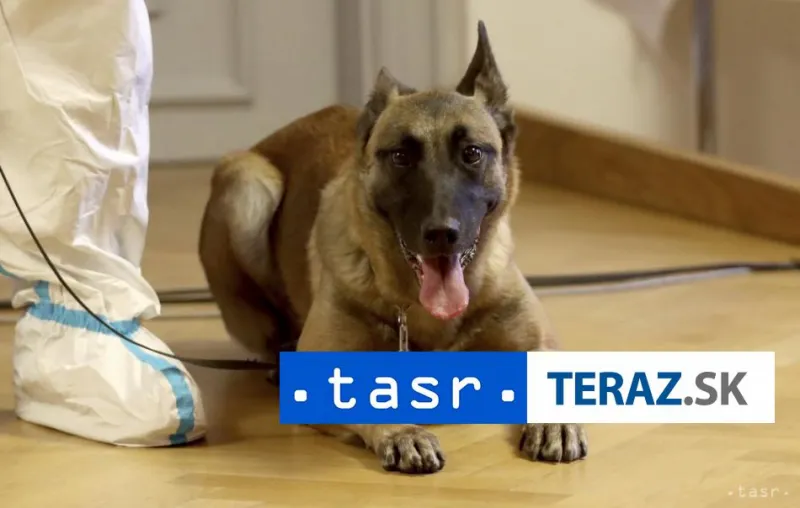 Rakúska armáda vycvičila psov na zisťovanie prítomnosti koronavírusu