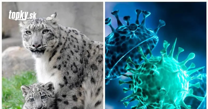 KORONAVÍRUS začína byť už vážnou hrozbou aj pre zvieratá: V zoologickej záhrade uhynuli až tri cicavce! | Topky.sk