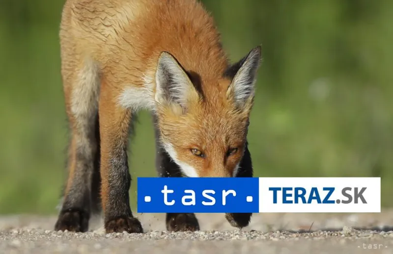 Projekt SaveGREEN sa zameria na ekokoridory pre živočíchy v migrácií