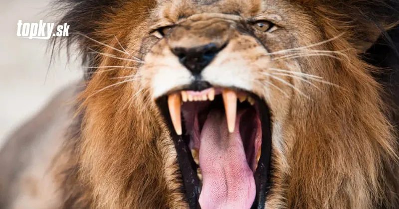 Prekvapivý nález v chorvátskej ZOO: KORONAVÍRUS objavili aj u týchto exotických zvierat | Topky.sk