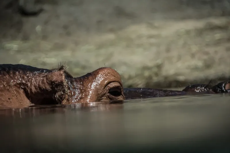 Koronavírus aj v ZOO: Nakazili sa dve hrošice, aké majú príznaky? | Nový Čas