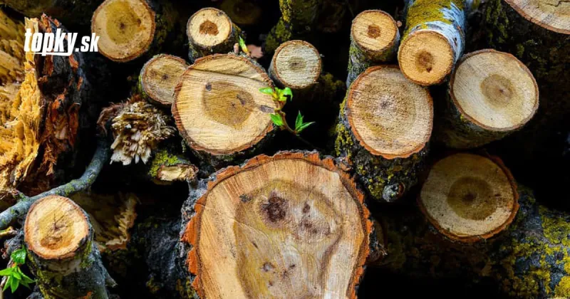 V nákladnom vozidle našli 18 mŕtvych migrantov: Ukrytí boli pod nákladom dreva | Topky.sk