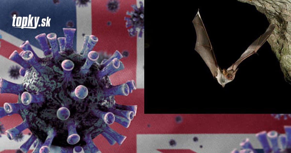 Desivý objav expertov: V Británii sa vyskytujú dva nové koronavírusy, časom sa môžu preniesť aj na človeka | Topky.sk