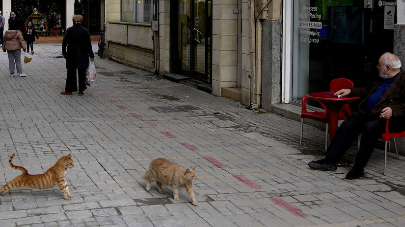 Koronavírus na Cypre kosí mačky. Od januára ich uhynulo asi 300-tisíc - Svet - Správy - Pravda