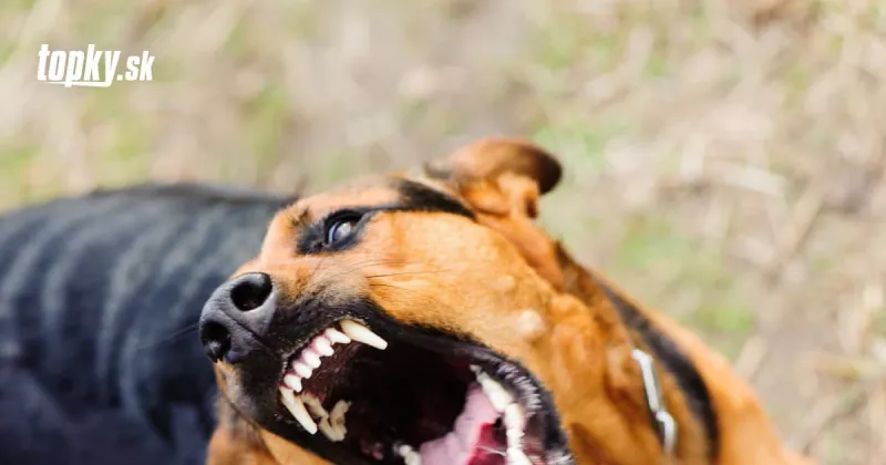 Policajný zásah proti migrantom v Česku skončil nešťastne: Pes pohrýzol malé dievčatko do tváre! | Topky.sk