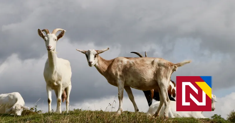 Naši zahraniční agenti: chránia prírodu namiesto štátu, oživujú ramená, mapujú pralesy, kosia a&nbsp;pasú