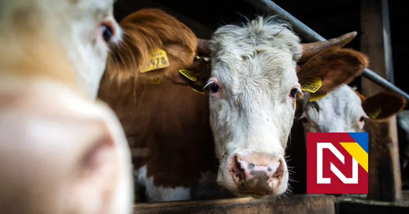 Konšpirátori už „odhalili“ vinníka slintačky. Brusel a Ukrajina, píšu Blaha s Belousovovou — Denník N