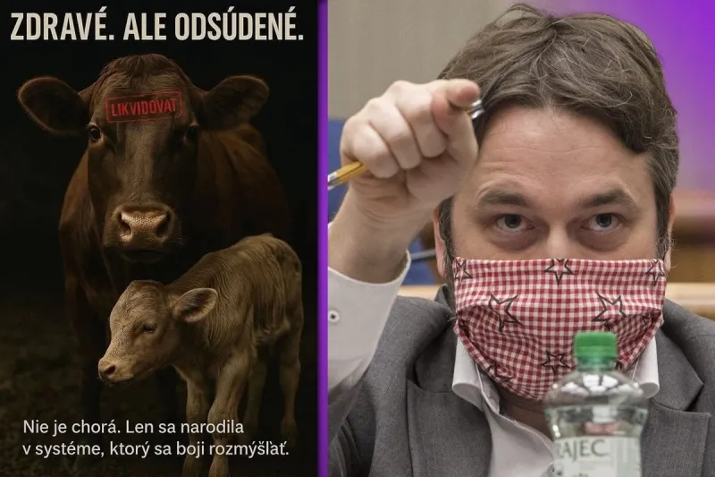 Štát ignoruje konšpirácie o slintačke a krívačke. Blaha obviňuje Brusel (Dezinfomaják #23) - SME
