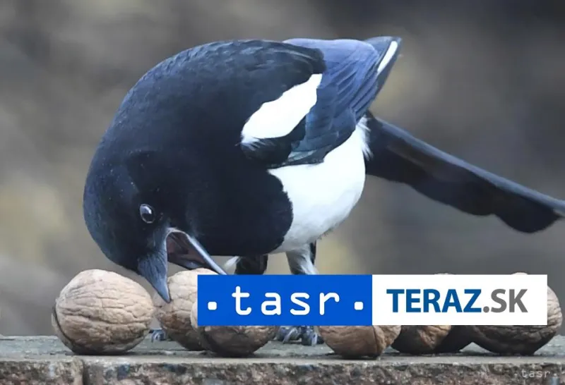 Ornitológovia reagujú na novelu Trestného zákona v envirokriminalite